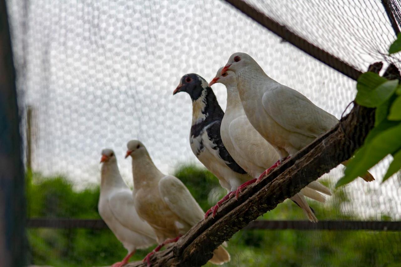 אבזאנו Villa Giulia מראה חיצוני תמונה